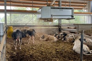 Paillage automatisé avec Betebe straw express