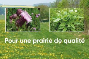 EA + LE - Désherbage des prairies en mai-juin et été