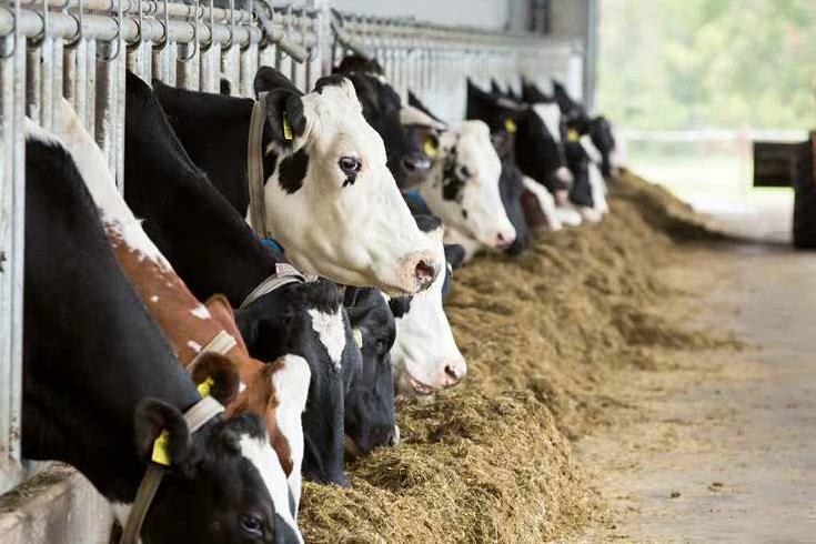 Elanco devient distributeur exclusif des produits TechMix pour bovins au Benelux,
