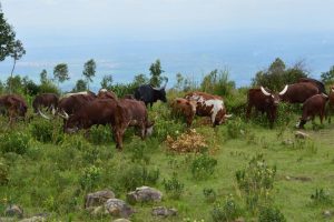 LE - L’élevage laitier en Afrique sub-saharienne