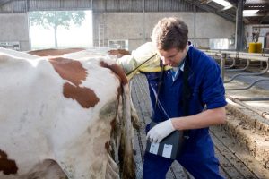 LE - L’entrée en gestation des vaches laitières . Qualité des ovocytes et des embryons