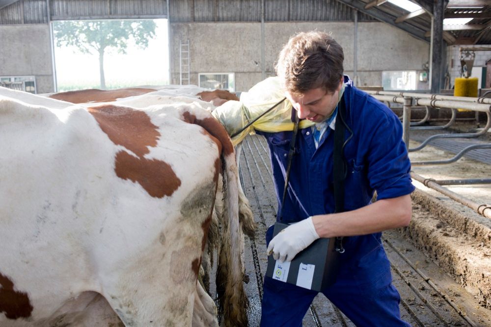 LE - L’entrée en gestation des vaches laitières . Qualité des ovocytes et des embryons