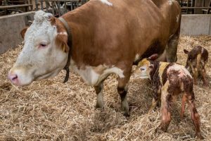 LE - Les gestations gémellaires non-souhaitées, impossibles à éviter