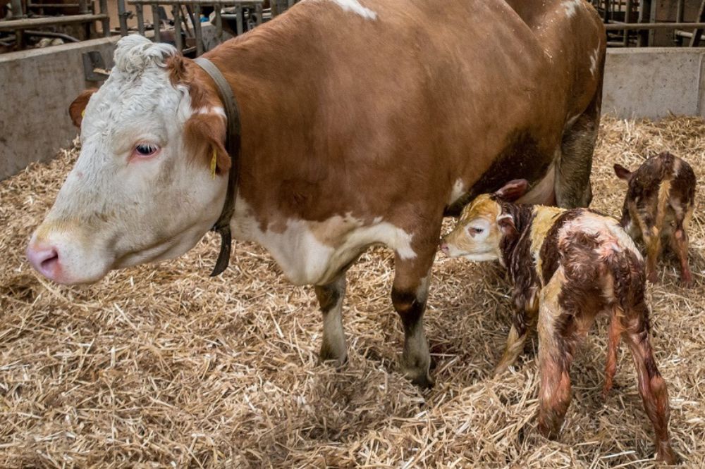LE - Les gestations gémellaires non-souhaitées, impossibles à éviter