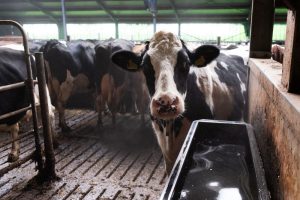 LE - L’importance de l’eau dans un élevage