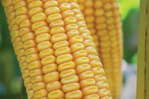 LE - Une meilleure digestibilité de l’amidon grâce au maïs denté