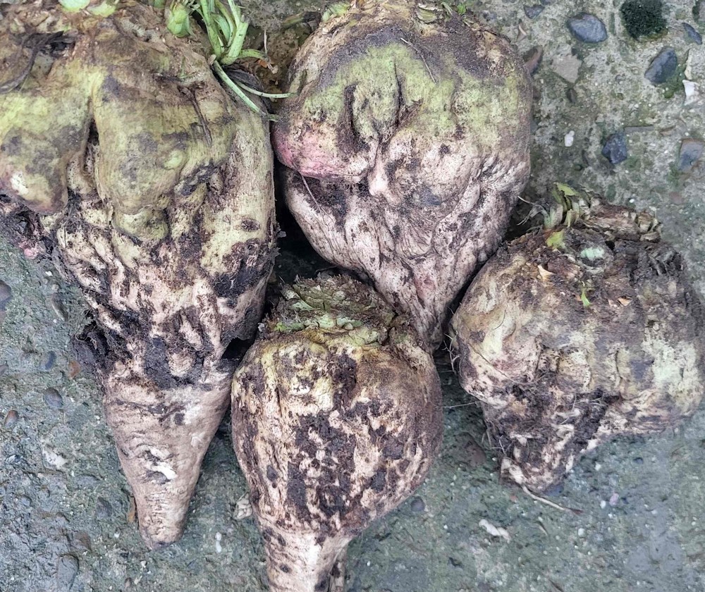 L'aphanomyces provoque la pourriture noire de la racine des betteraves.