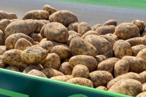 La pomme de terre en Wallonie : Une culture qui doit répondre à de nombreux défis