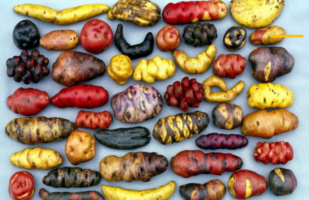 Actuellement, 4 000 variétés de pommes de terre indigènes sont encore cultivées dans les Andes