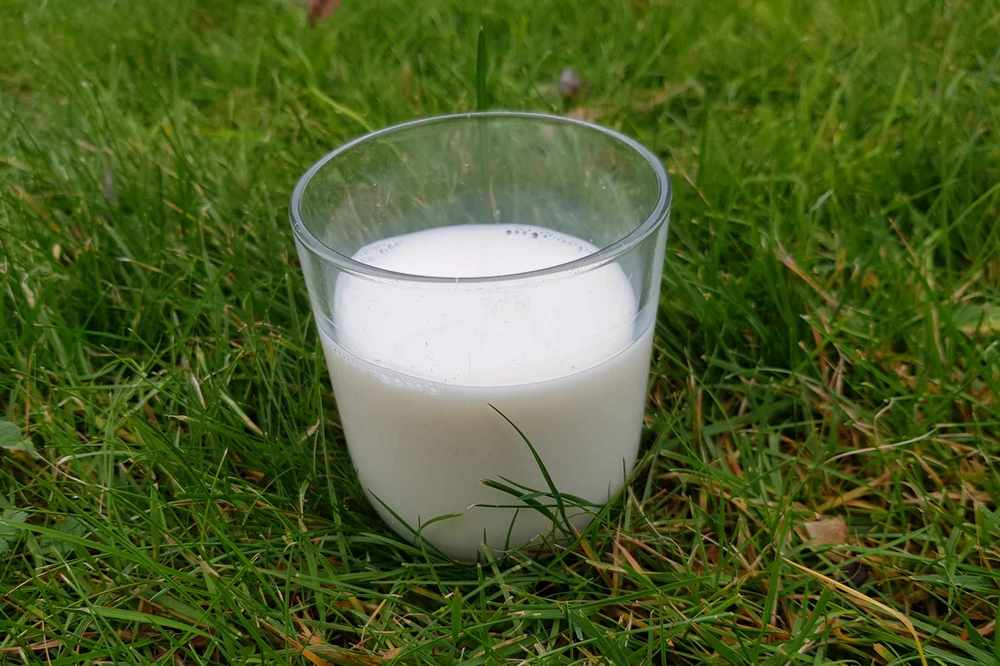 La production annuelle de lait en Belgique en 2024 est de 4.350 millions de litres de lait, soit -0,8% qu’en 2023