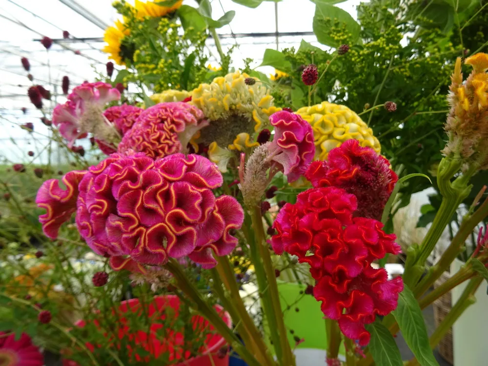 Hortidécouvertes 2025