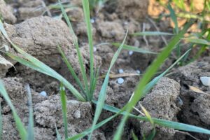 Froment et orge : les conseils de fertilisation du Livre Blanc