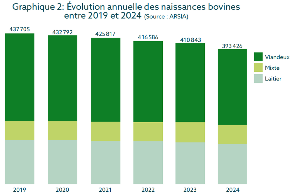 Évolution annuelle des naissances bovines entre 2019 et 2024 (Source : ARSIA)