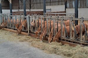 Statistiques concernant les troupeaux bovins en Wallonie en 2024