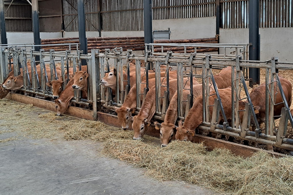 Statistiques concernant les troupeaux bovins en Wallonie en 2024