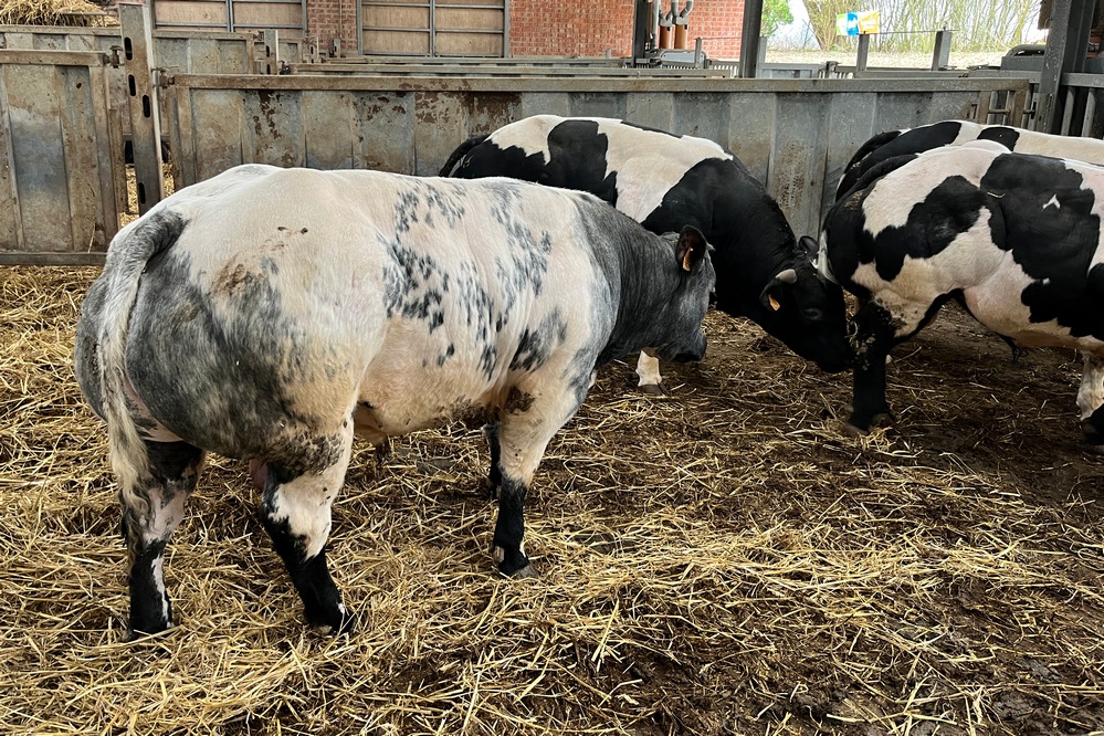 Méthane : Le Blanc Bleu Belge, une race d’avenir.