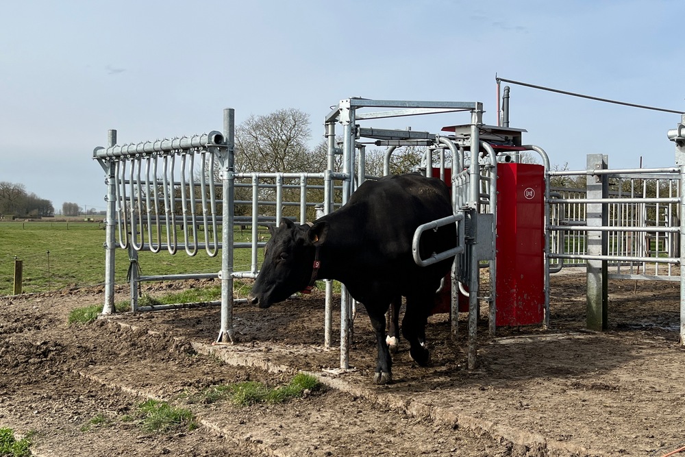 Avec la porte de tri, les vaches sont dirigées automatiquement vers une prairie de jour ou vers la pâture de nuit selon la période de la journée.