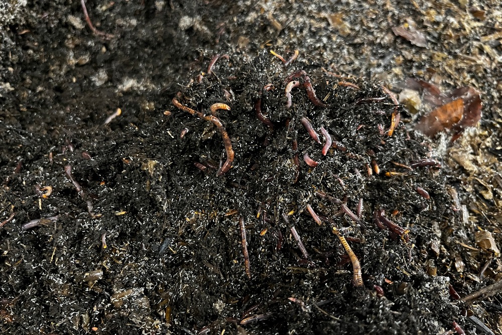 Chez Pur Ver, les vers de terre transforment des déchets en un compost de qualité