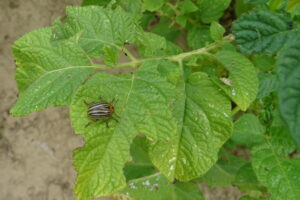 Biocontrol 4.0