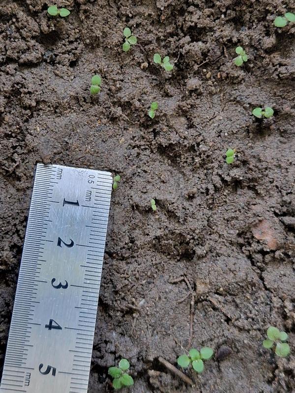 Les adventices sont identifiables dès 3 mm, ce qui permet une intervention très précoce.
