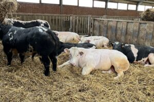 Nouveaux foyers de fièvre aphteuse en Europe