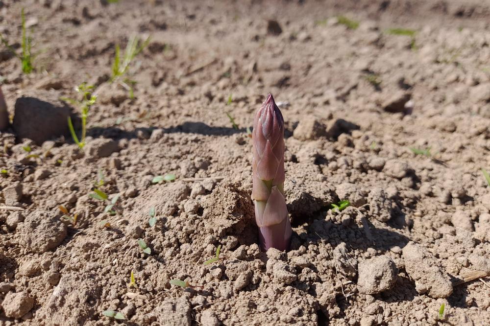 C’est la haute saison pour les producteurs d'asperges