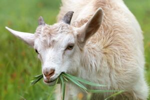 Viande de chevreau local - Une nouvelle filière qui se confirme et valorise la production laitière caprine