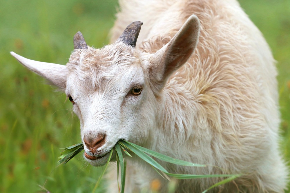 Viande de chevreau local - Une nouvelle filière qui se confirme et valorise la production laitière caprine