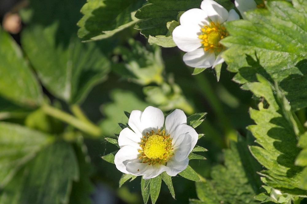 C’est la haute saison pour les producteurs de fraises