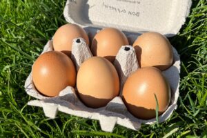 PFAS dans les oeufs : attention aux raccourcis 