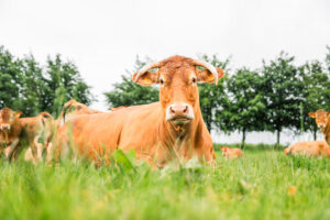 Hausse des prix de la viande bovine en Belgique et en Europe