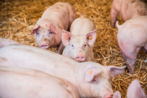 Les exportations polonaises de viande de porc augmentent, mais les prix restent sous pression