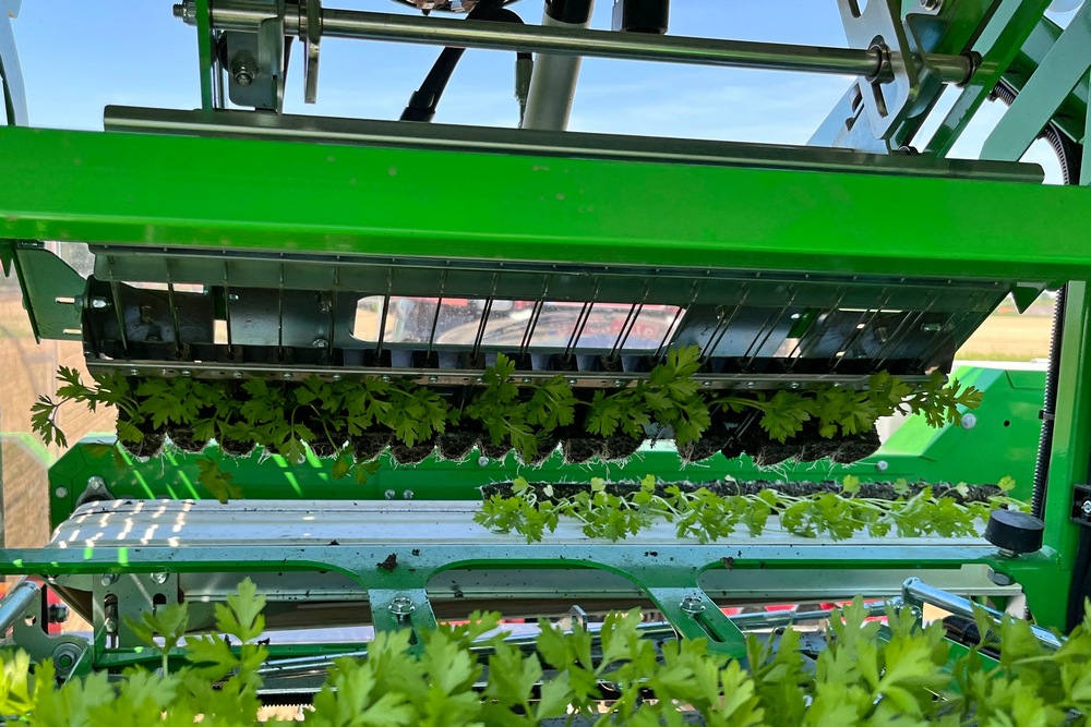 Ce sont des robots qui sortent les plantes de leur bac en plastique pour les positionner sur le tapis blanc…