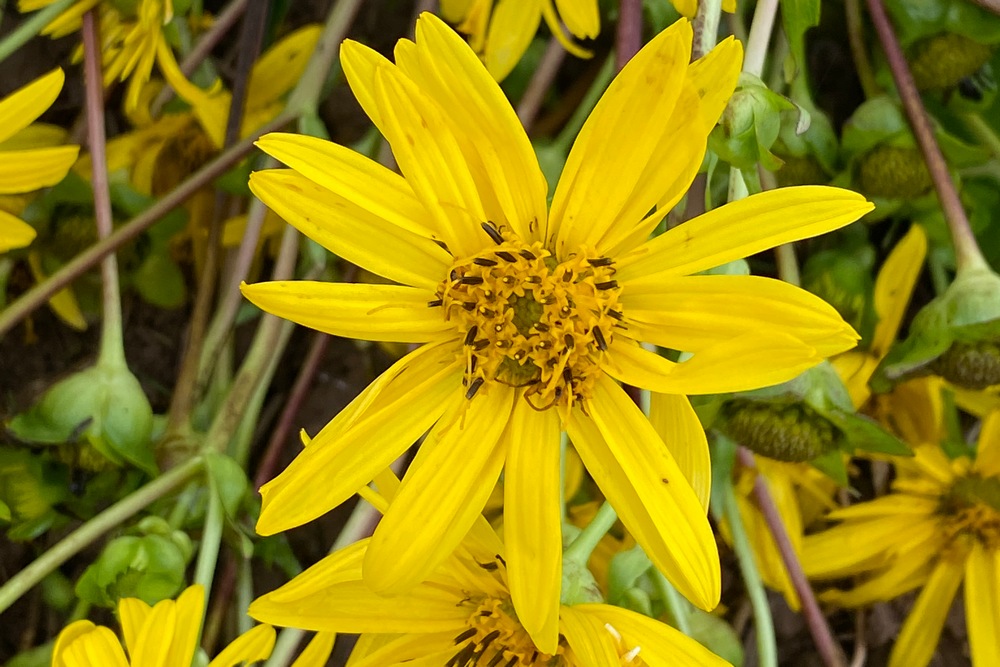 Fleur de silphie - © Antoine Van Houtte