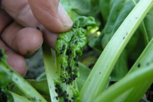 Présence de pucerons noirs en betteraves