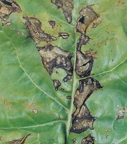  Pseudomonas syringae