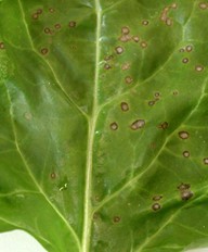 Cercospora beticola