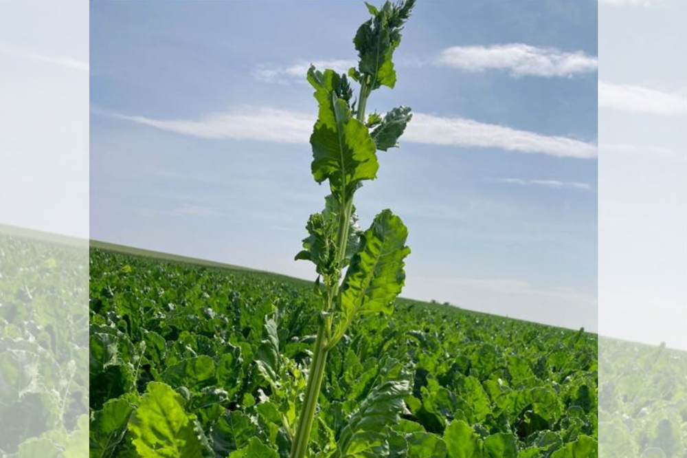 L'importance d'éliminer les premières betteraves montées