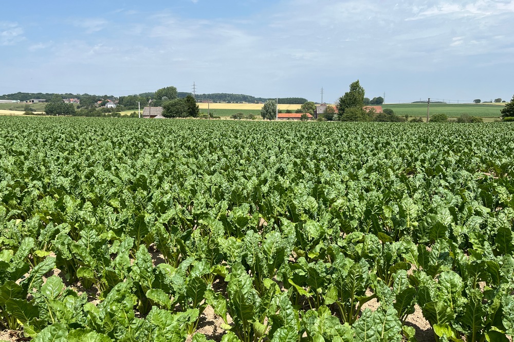 Quel sera l’impact de la cercosporiose en betteraves cette année ?