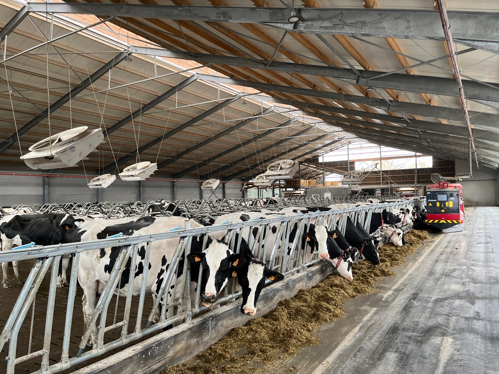 Une ambiance calme et lumineuse règne dans l’étable. Cela contribue au bien-être du troupeau.