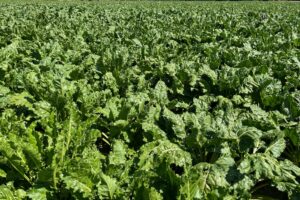 Maladies foliaires : en plus de la cercosporiose, la rouille commence également à apparaître dans la culture de betteraves.