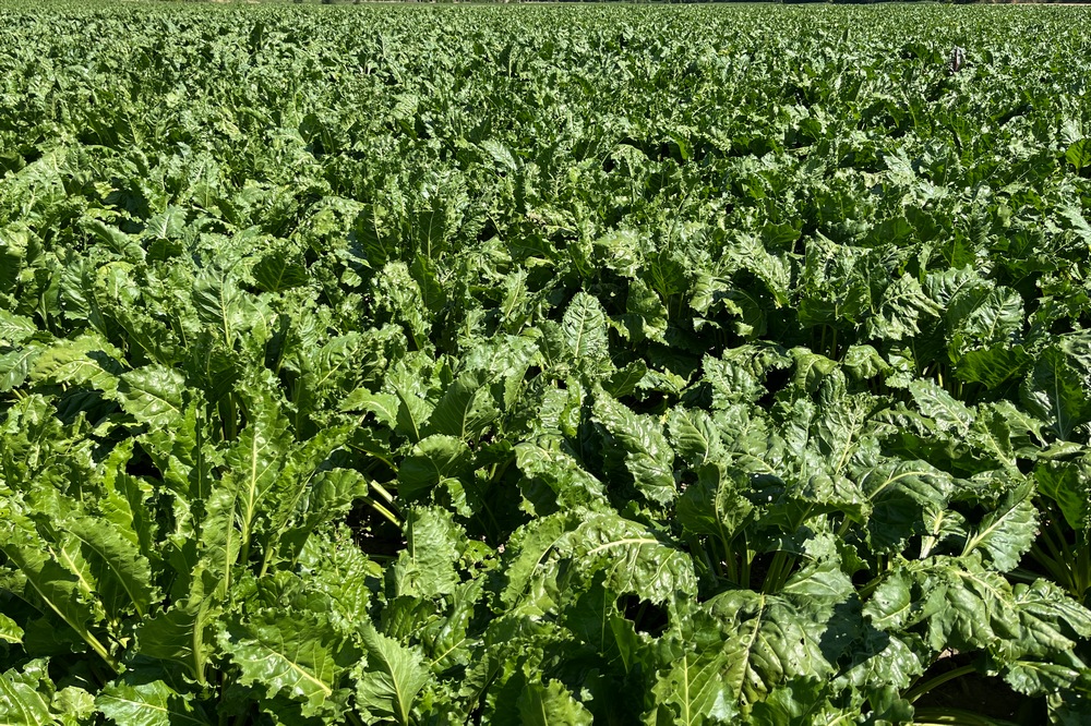 Maladies foliaires : en plus de la cercosporiose, la rouille commence également à apparaître dans la culture de betteraves.