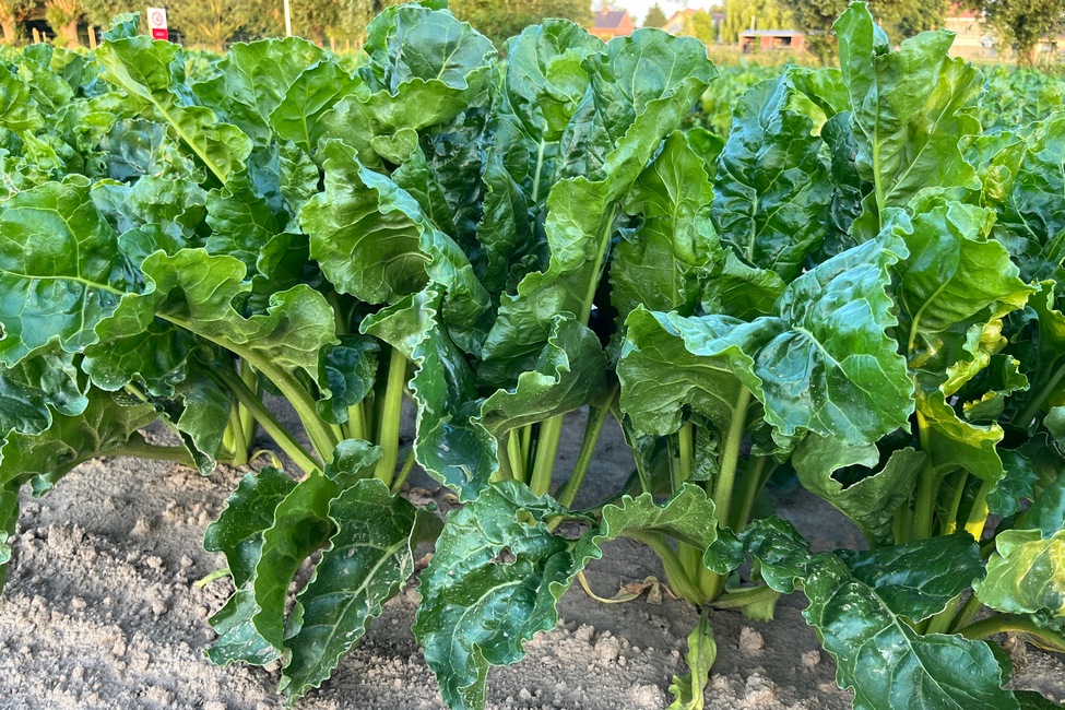 Les betteraves fourragères sont un très bon aliment appétant et riche en VEM.