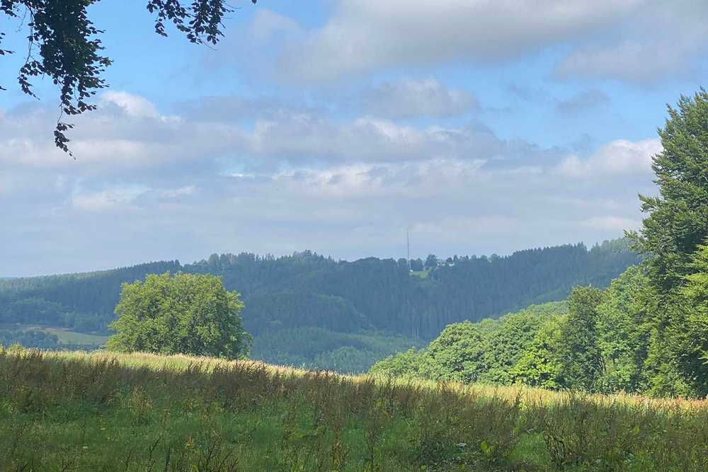 Forêts sous surveillance : les insectes ravageurs gagnent du terrain avec la chaleur