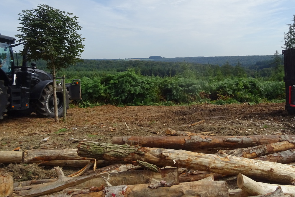 Le changement climatique en forêt