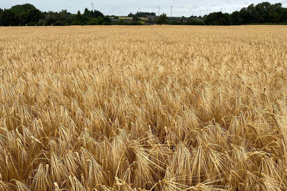 Le Flame Duo est un herbicide qui combine deux matières actives, le florasulam et le tribenuron-méthyle.