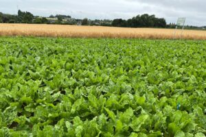 Visite de la plateforme d’essais de BASF : nouveautés et rappel des bonnes pratiques