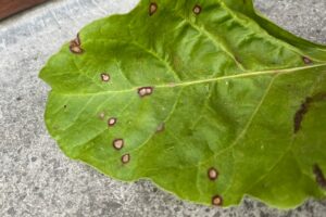 Maladies foliaires : Forte augmentation de l’infection par la cercosporiose : points d’attention pour les prochaines semaines
