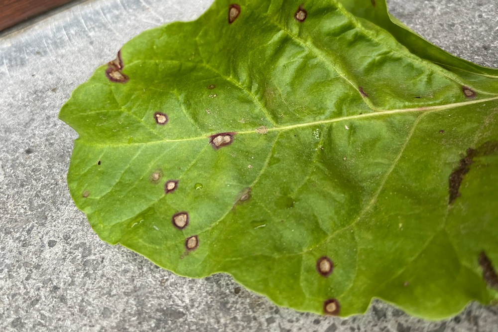 Maladies foliaires : Forte augmentation de l’infection par la cercosporiose : points d’attention pour les prochaines semaines