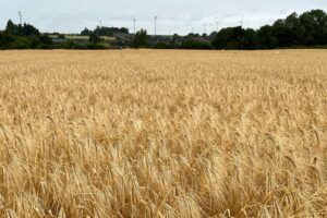 Syngenta Hyvido®Neo, les premières variétés d’escourgeons hybrides résistants à la JNO
